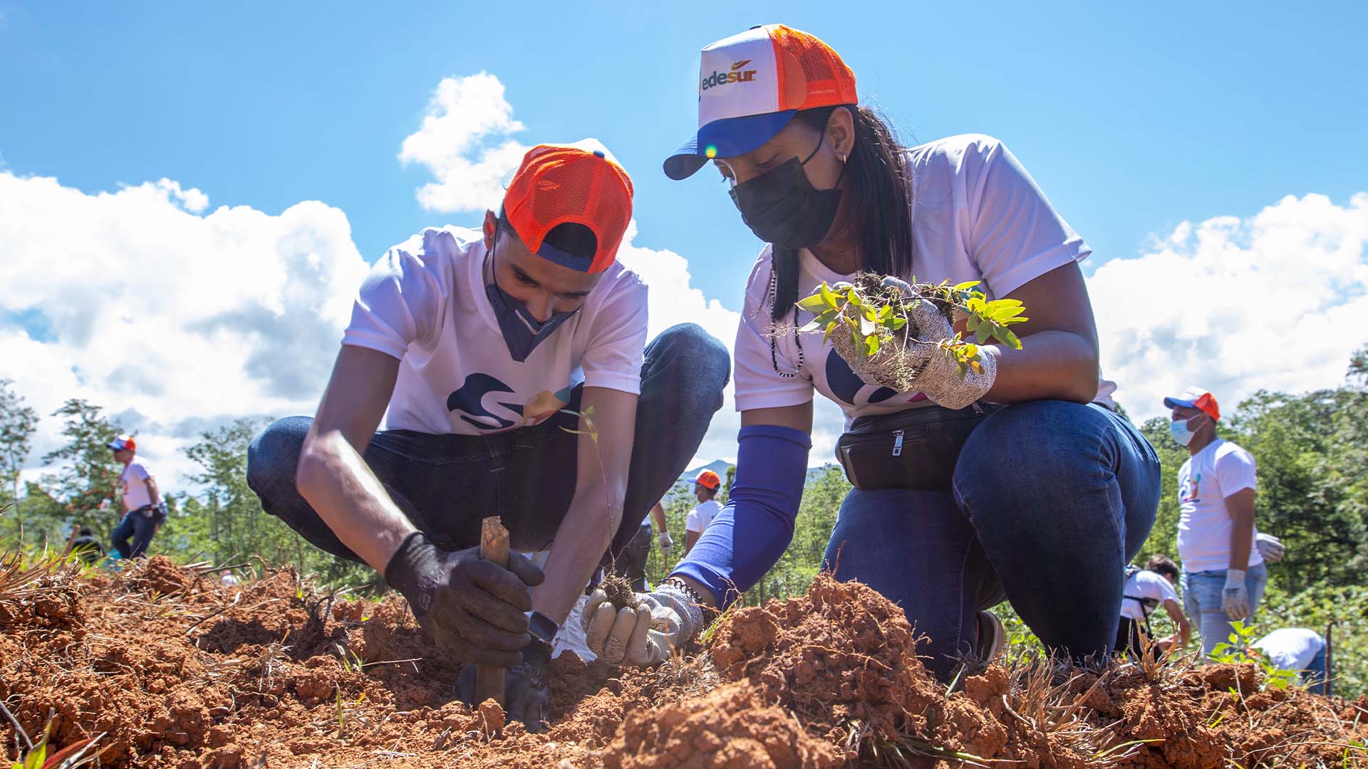 Edesur siembra 4,800 plantas en los Mogotes de Villa Altagracia